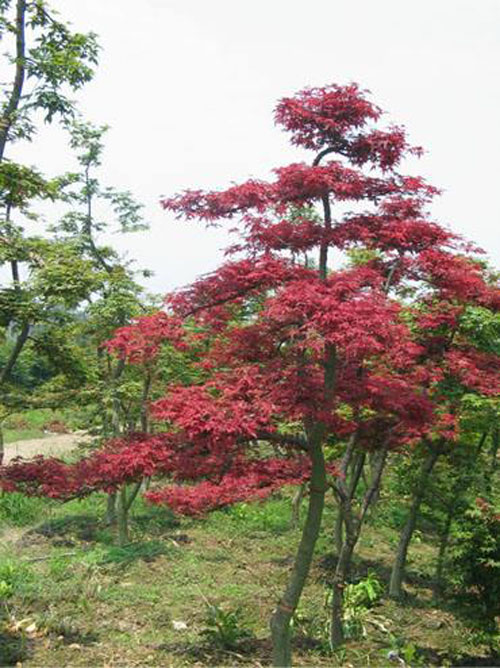 美國紅楓花卉苗木繁殖培育與栽培管理